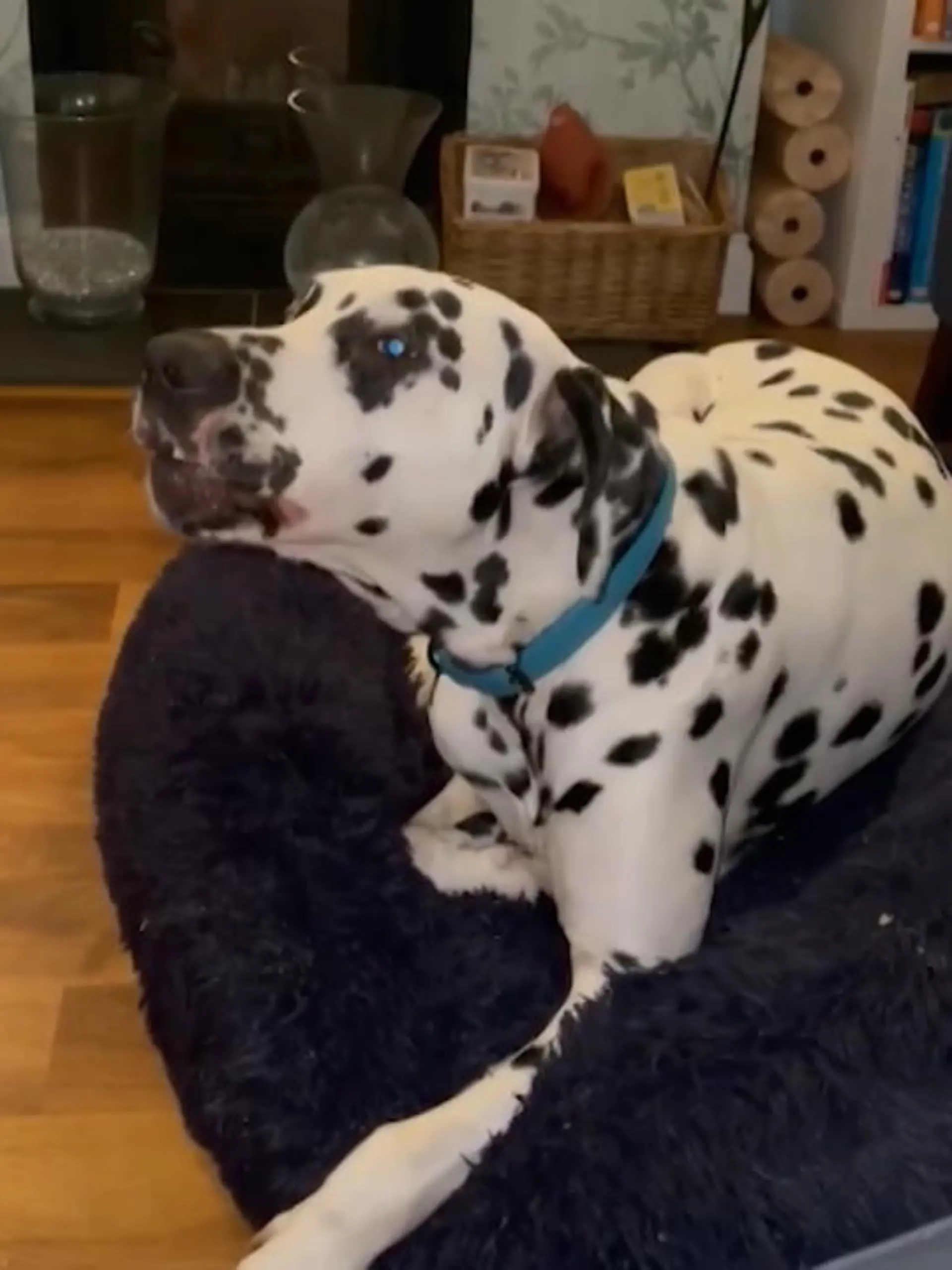 Bild zu: "Hund macht einen auf bockiges Kind"
