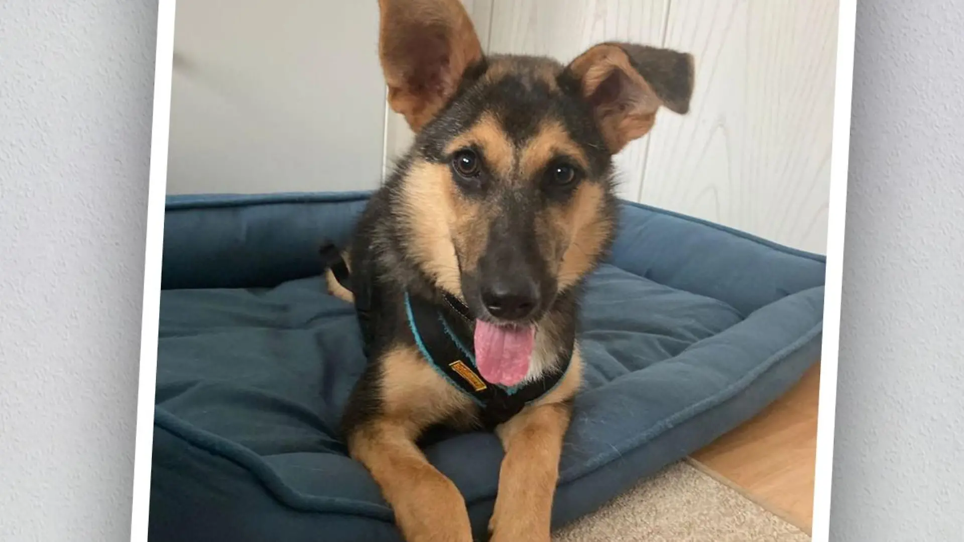 Schäferhund-Mix Nori