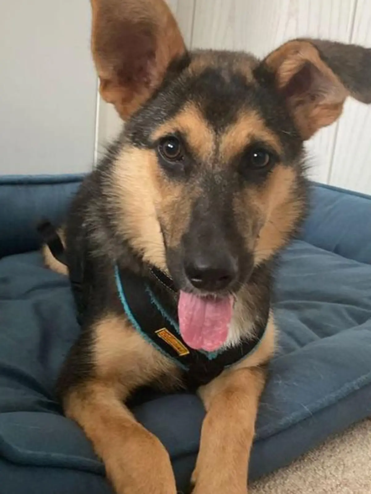 Schäferhund-Mix Nori