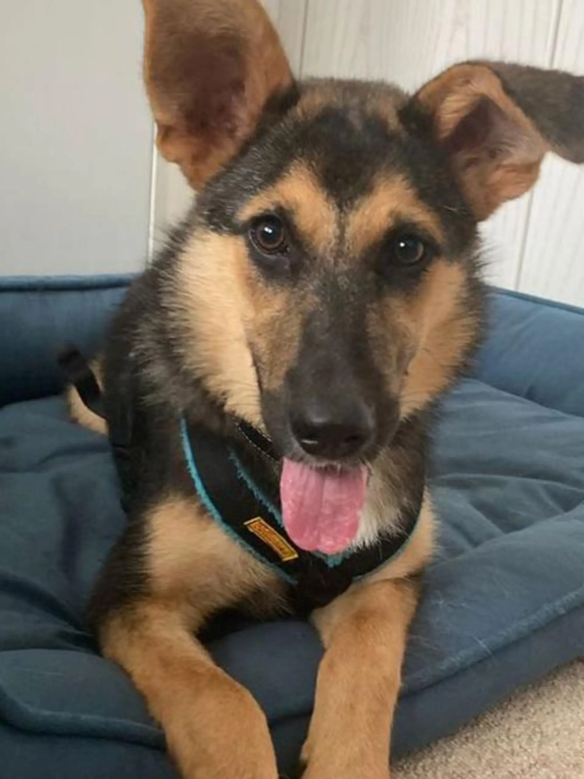 Schäferhund-Mix Nori