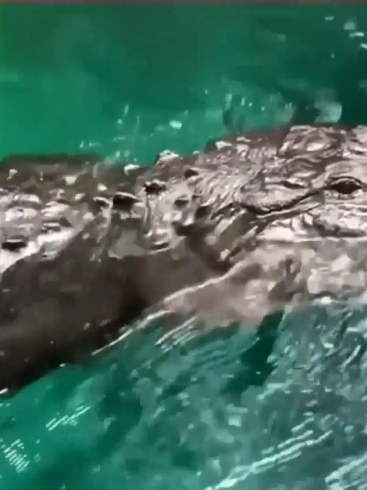 Bild zu: "Frau wird von Alligator verfolgt"