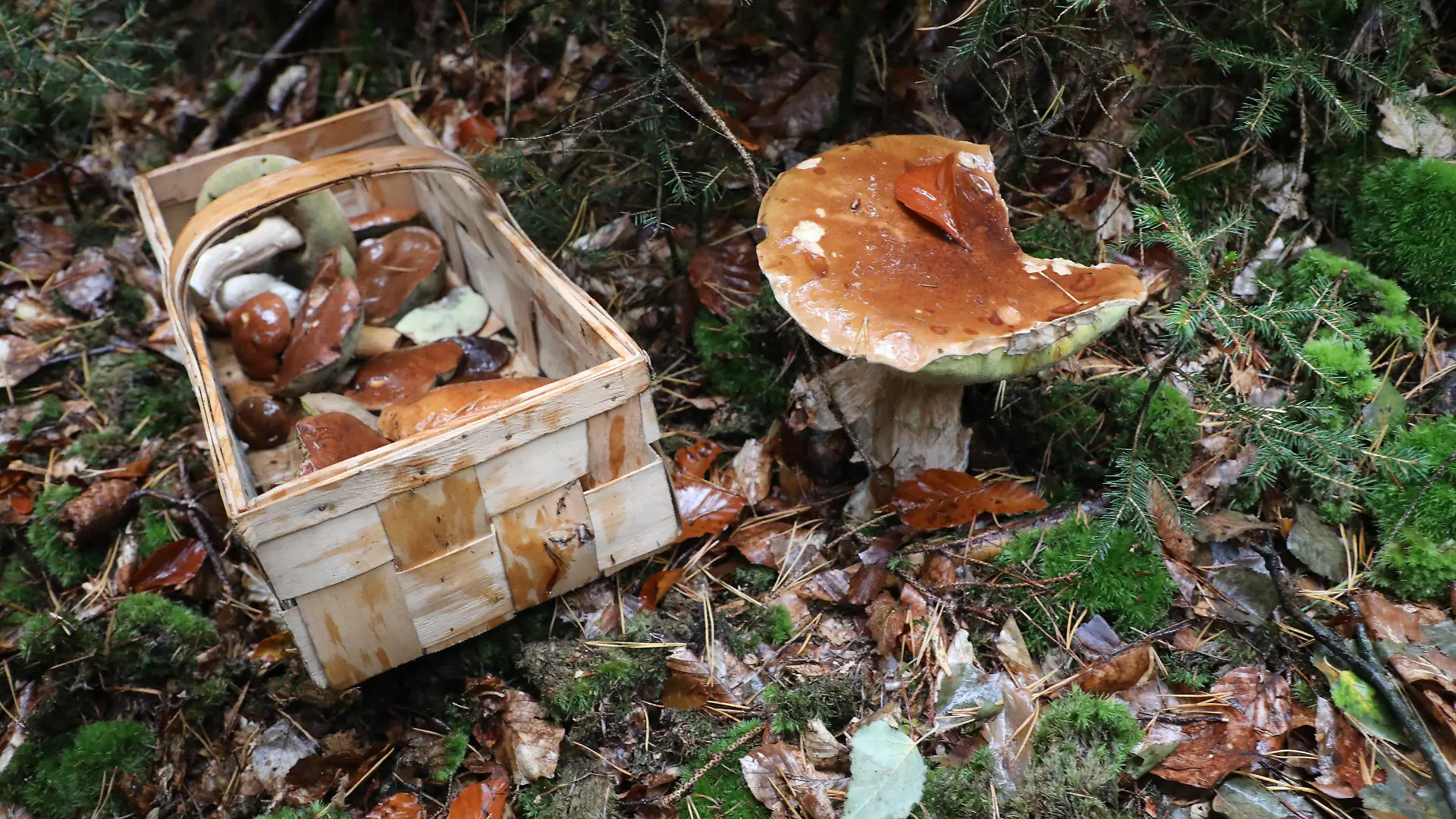 ARCHIV - 03.10.2019, Thüringen, Greiz: Ein Korb mit Pilzen steht auf dem Waldboden. Angesichts des besonders guten Pilzjahrs warnt der Giftnotruf für Berlin und Brandenburg an der Charité vor dem leichtfertigen Verzehr selbst gesammelter Pilze. Foto: Bodo Schackow/zb/dpa +++ dpa-Bildfunk +++