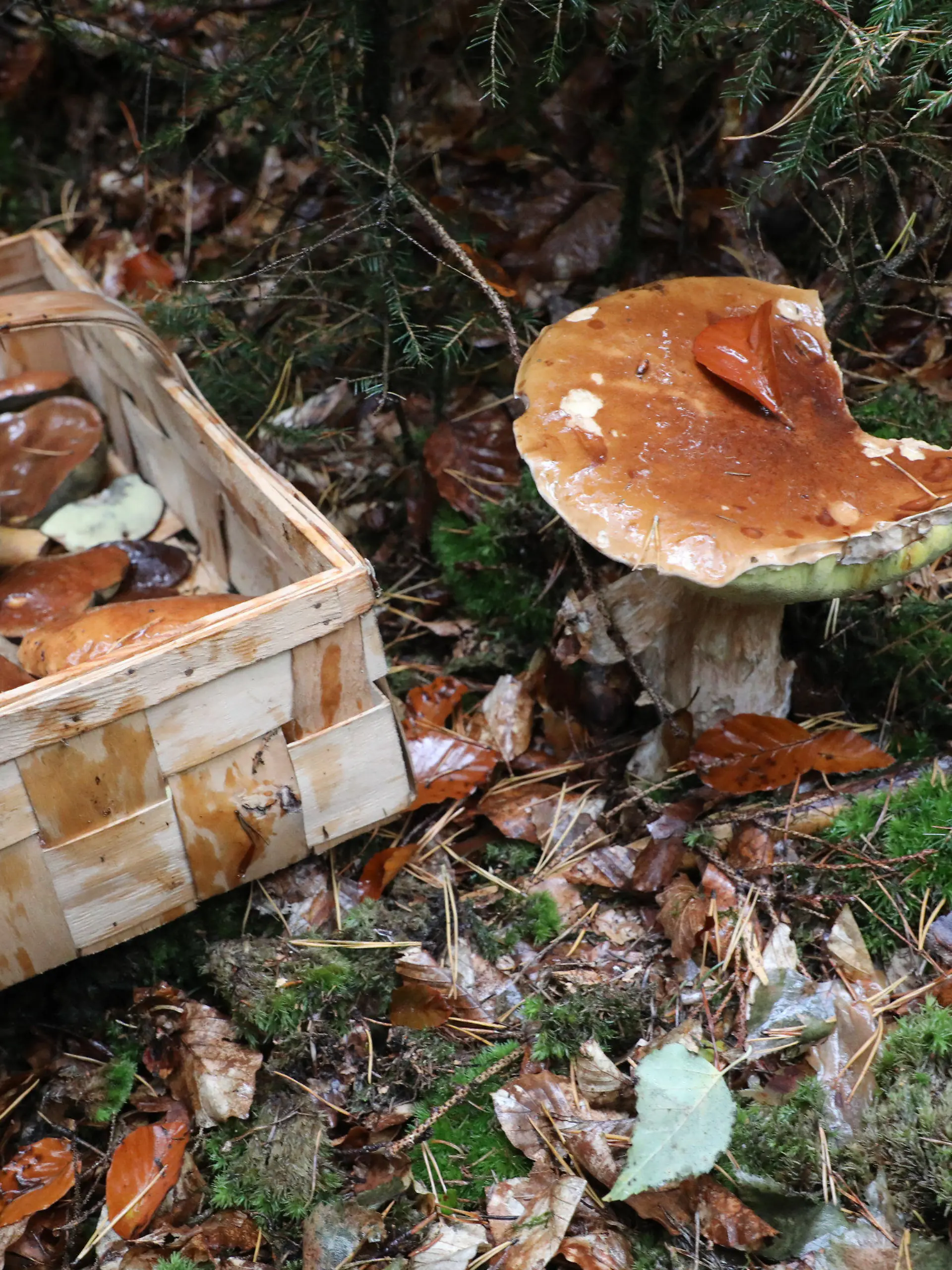 ARCHIV - 03.10.2019, Thüringen, Greiz: Ein Korb mit Pilzen steht auf dem Waldboden.  Angesichts des besonders guten Pilzjahrs warnt der Giftnotruf für Berlin und Brandenburg an der Charité vor dem leichtfertigen Verzehr selbst gesammelter Pilze. Foto: Bodo Schackow/zb/dpa +++ dpa-Bildfunk +++