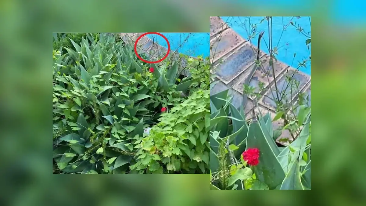Garten mit Schlange
