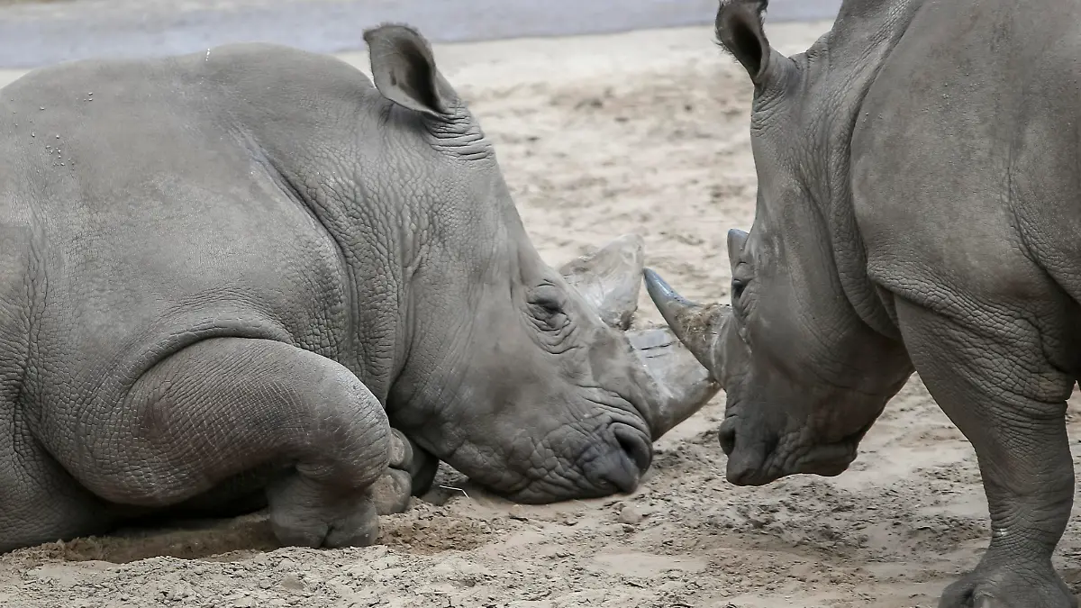 EMMEN, 29-07-2020 ,Wildlife zoo stock, neushoorn, De neushoorns (Rhinocerotidae) zijn een familie van grote zoogdieren die heden ten dage vijf soorten telt die voorkomen in Afrika en Azi. De neushoorn heeft een krom naar achteren groeiende hoorn net achter het beweeglijke deel van de neus The rhinoceroses (Rhinocerotidae) are a family of large mammals that today counts five species that occur in Africa and Asia. The rhinoceros has a curved horn that grows backwards just behind the mobile part of the nose