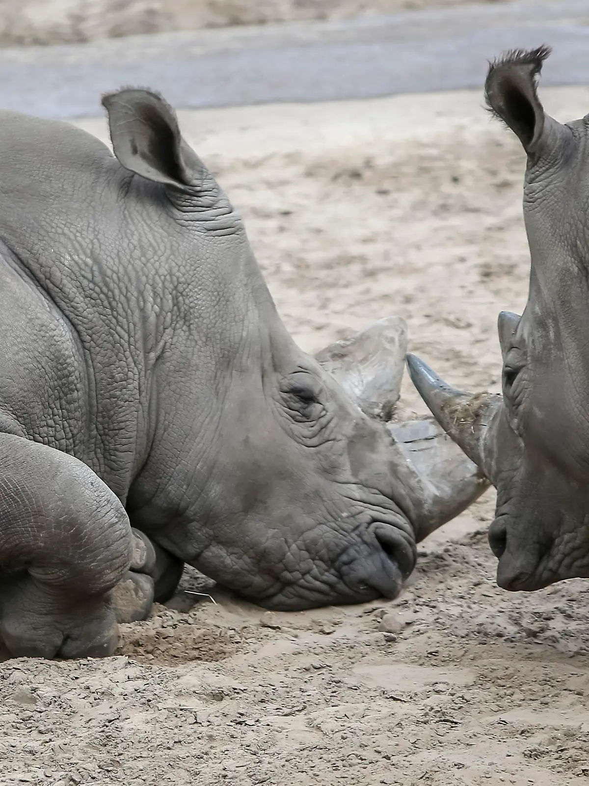 EMMEN, 29-07-2020 ,Wildlife zoo stock, neushoorn, De neushoorns (Rhinocerotidae) zijn een familie van grote zoogdieren die heden ten dage vijf soorten telt die voorkomen in Afrika en Azi. De neushoorn heeft een krom naar achteren groeiende hoorn net achter het beweeglijke deel van de neus The rhinoceroses (Rhinocerotidae) are a family of large mammals that today counts five species that occur in Africa and Asia. The rhinoceros has a curved horn that grows backwards just behind the mobile part of the nose