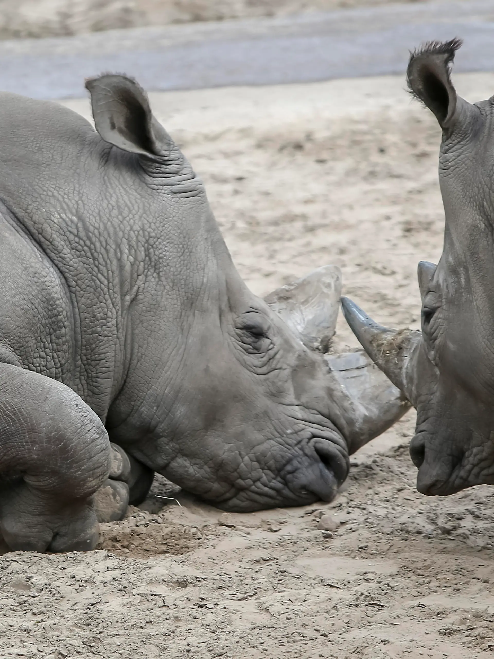 EMMEN, 29-07-2020 ,Wildlife zoo stock, neushoorn, De neushoorns (Rhinocerotidae) zijn een familie van grote zoogdieren die heden ten dage vijf soorten telt die voorkomen in Afrika en Azi. De neushoorn heeft een krom naar achteren groeiende hoorn net achter het beweeglijke deel van de neus The rhinoceroses (Rhinocerotidae) are a family of large mammals that today counts five species that occur in Africa and Asia. The rhinoceros has a curved horn that grows backwards just behind the mobile part of the nose