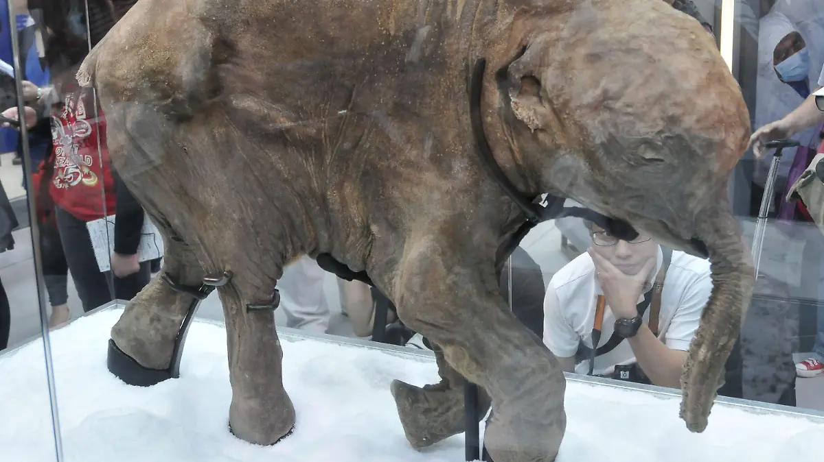 ©ChinaFotoPress/MAXPPP - HONG KONG, CHINA - APRIL 12: (CHINA OUT) The carcass of the world:'s most well-preserved baby mammoth, named Lyuba, is displayed at International Finance Center on April 12, 2012 in Hong Kong, China. 42 thousand years old Lyuba was found by a reindeer herder in Yamal Peninsula in Russia in 2007. The exhibition runs from April 12 to May 10. (Photo by Vincent Chan/ChinaFotoPress)***_***427037062