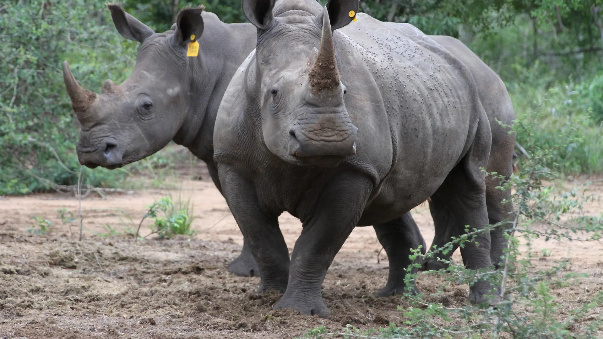 ARCHIV - ILLUSTRATION - Zwei Breitmaulnashörner (Ceratotherium simum) stehen am 20.02.2017 im Phinda Naturschutzreservat (Südafrika) in einem Gehege. (zu dpa "Gericht lässt Handel mit Rhinozeros-Hörnern in Südafrika zu" vom 05.04.2017) Foto: Kristin Palitza/dpa +++(c) dpa - Bildfunk+++