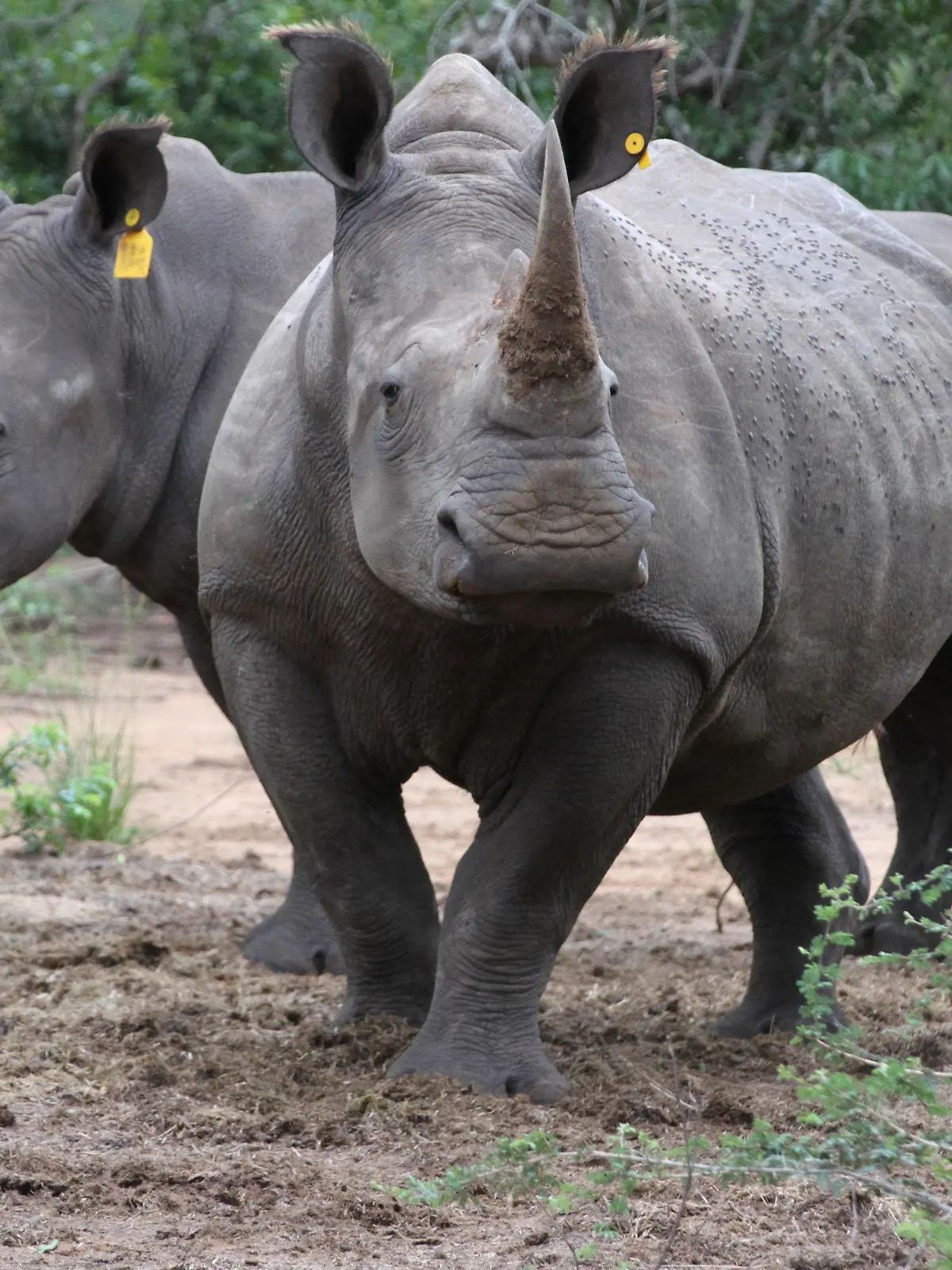 ARCHIV - ILLUSTRATION - Zwei Breitmaulnashörner (Ceratotherium simum) stehen am 20.02.2017 im Phinda Naturschutzreservat (Südafrika) in einem Gehege. (zu dpa "Gericht lässt Handel mit Rhinozeros-Hörnern in Südafrika zu" vom 05.04.2017) Foto: Kristin Palitza/dpa +++(c) dpa - Bildfunk+++