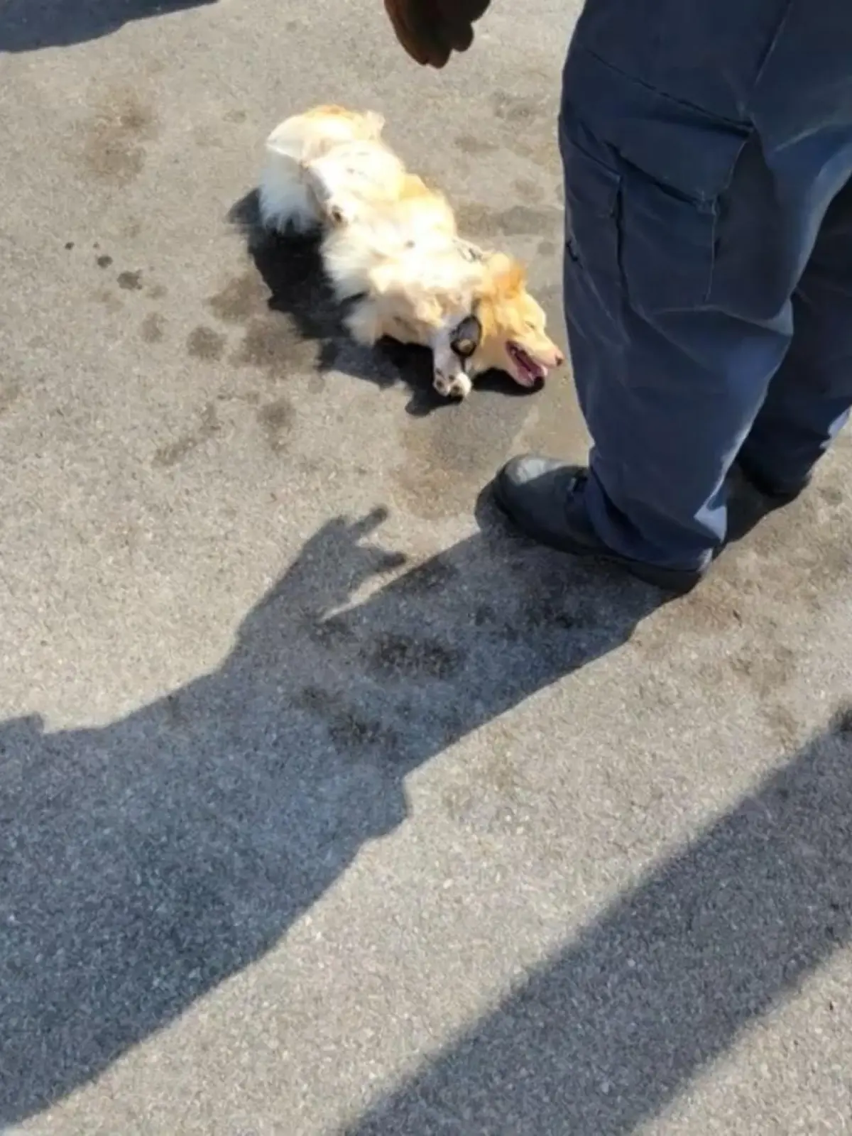 Bild zu: "Frau wickelt Hunde mit Klebeband ein"