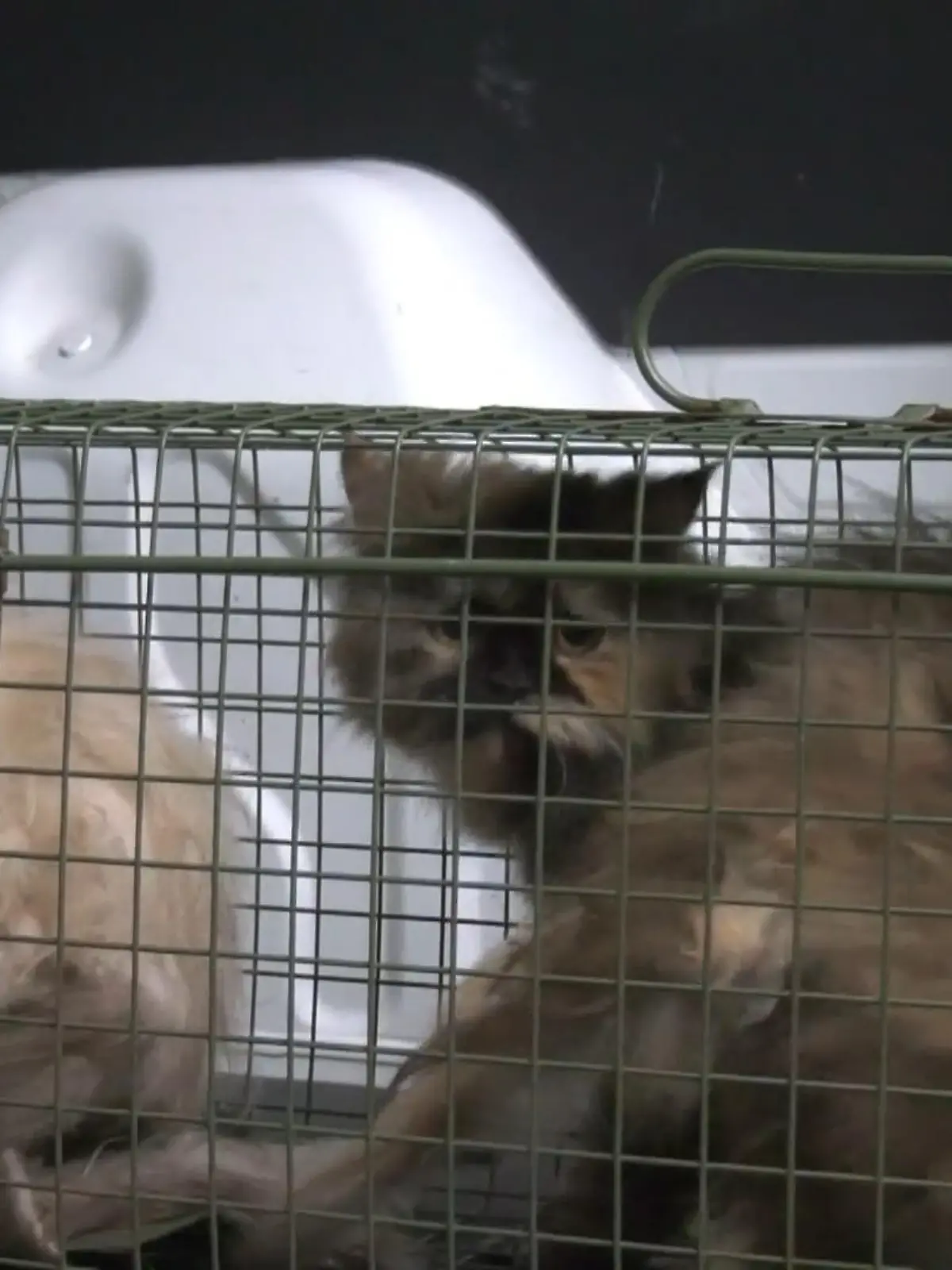 Bild zu: "Katzen in erbärmlichem Zustand"