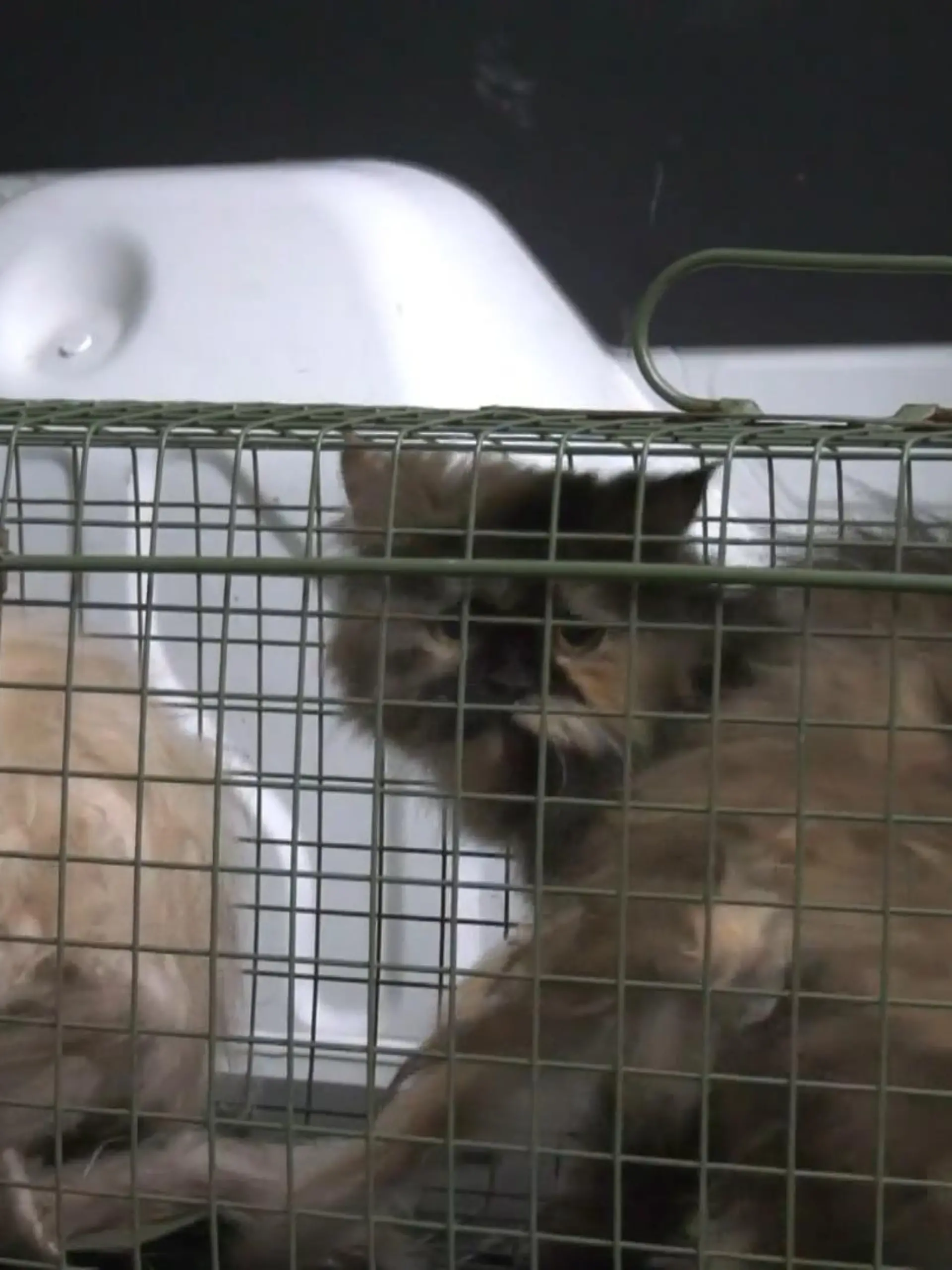 Bild zu: "Katzen in erbärmlichem Zustand"