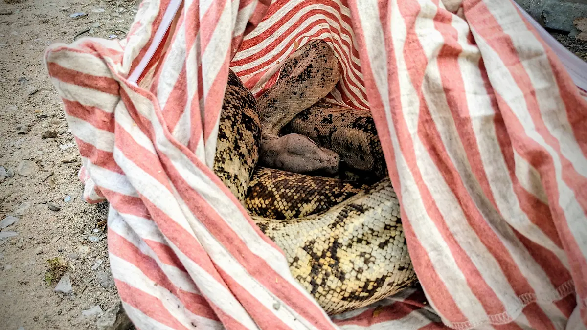 Die Schlange ist unterkühlt als sie gefunden wir 