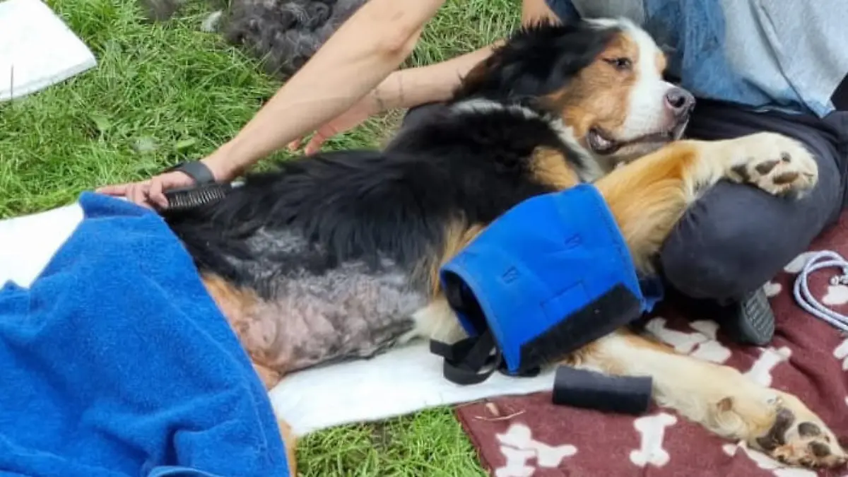 Rettungsaktion des Tierheim kommt zu spät