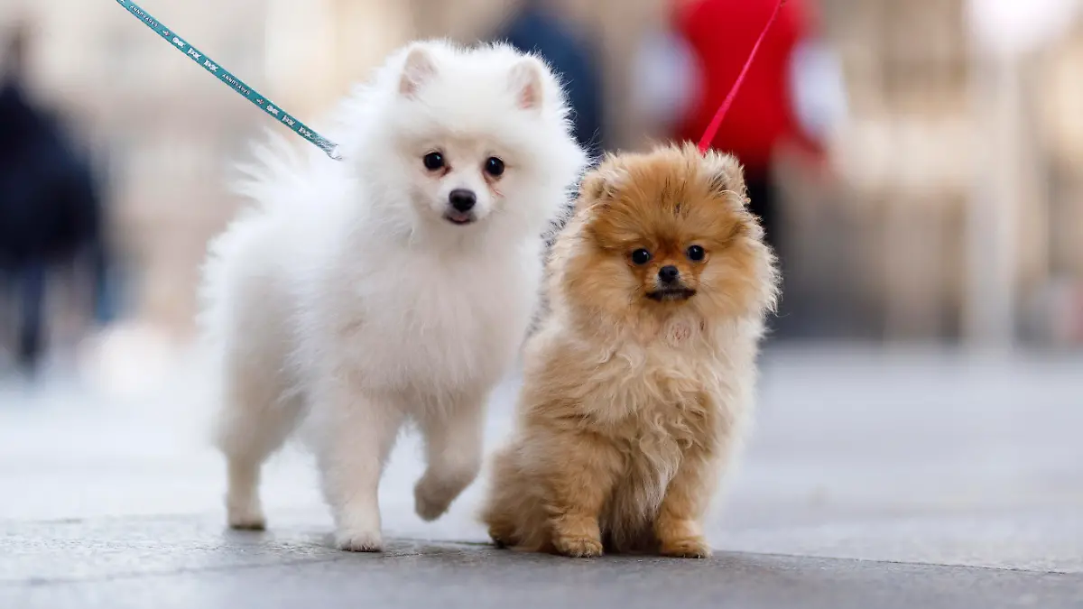 Zwei Spitz Welpen werden an Leinen ausgeführt auf der Domplatte. Köln, 18.03.2020