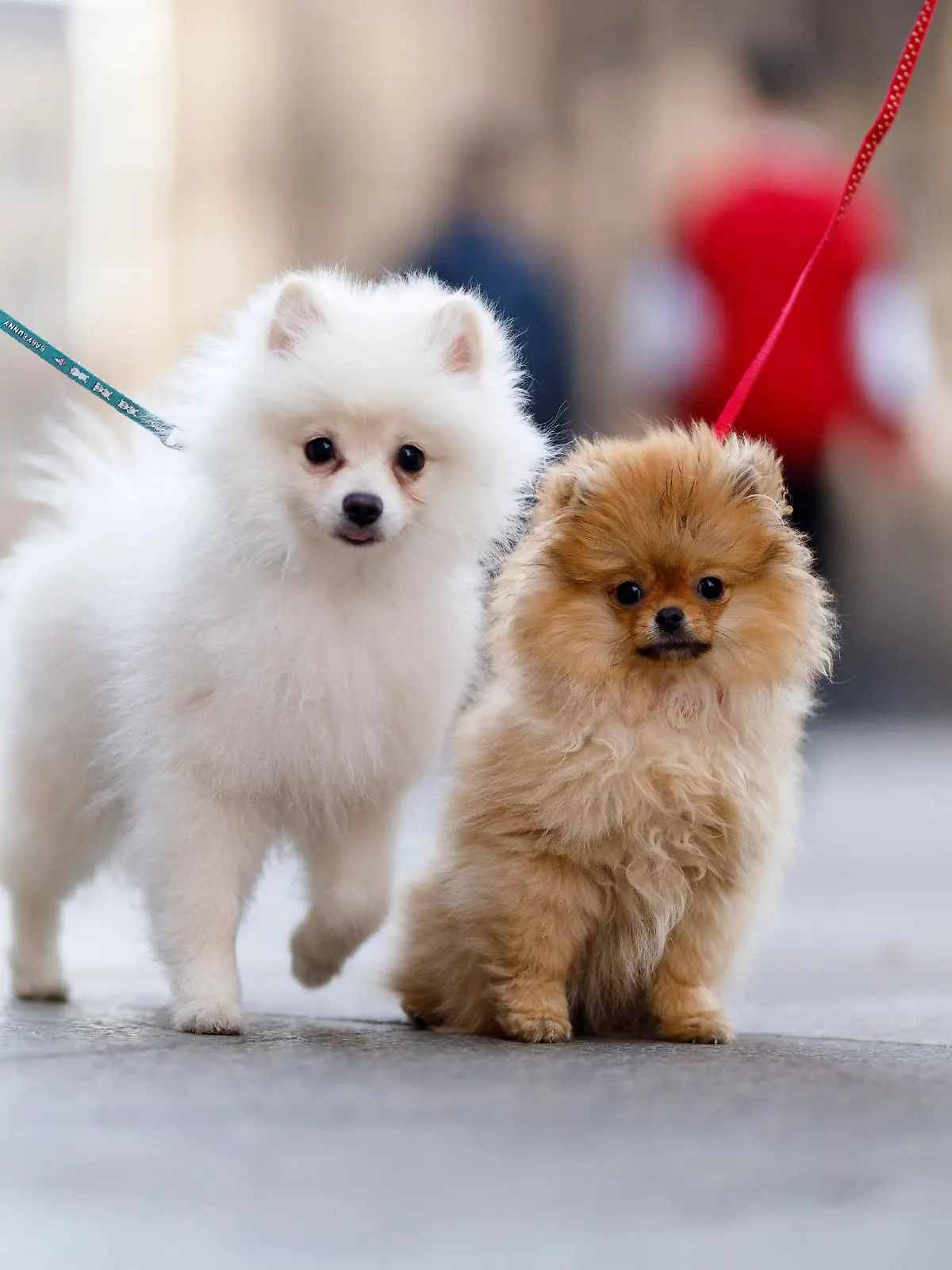 Zwei Spitz Welpen werden an Leinen ausgeführt auf der Domplatte. Köln, 18.03.2020