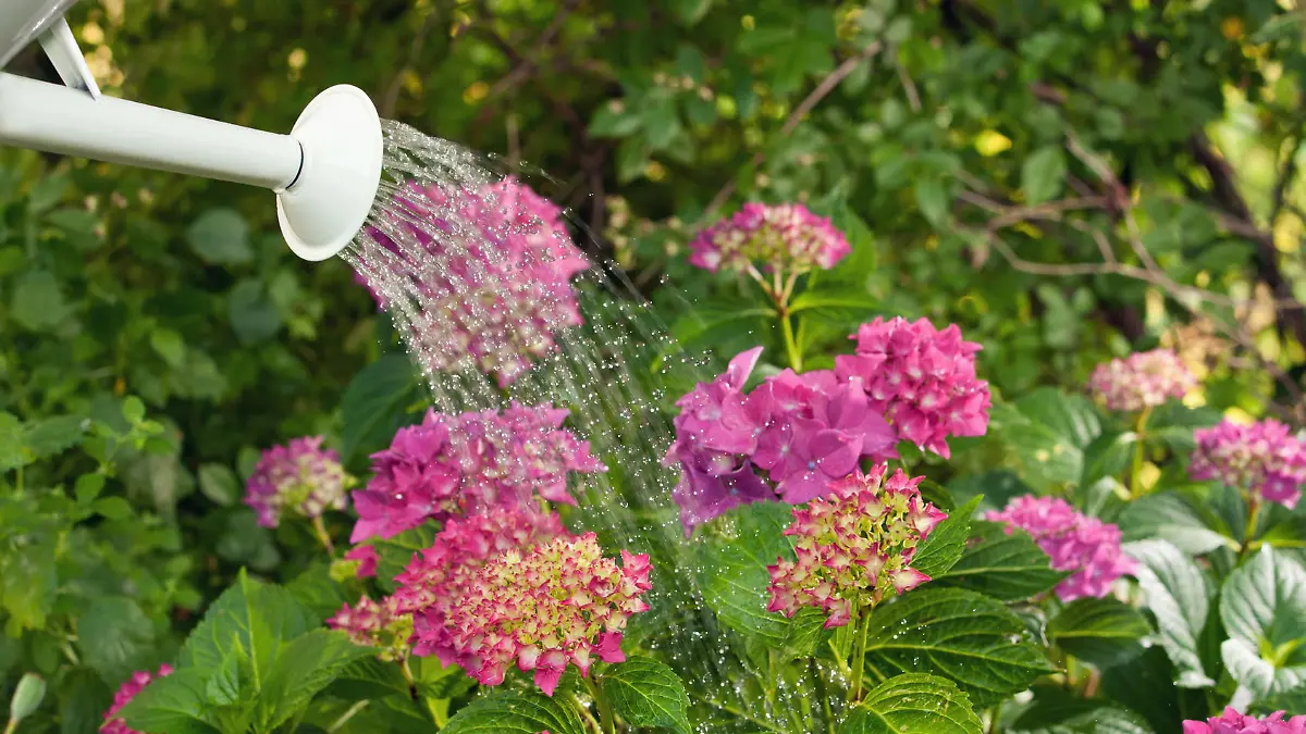 Blumen gießen im Garten