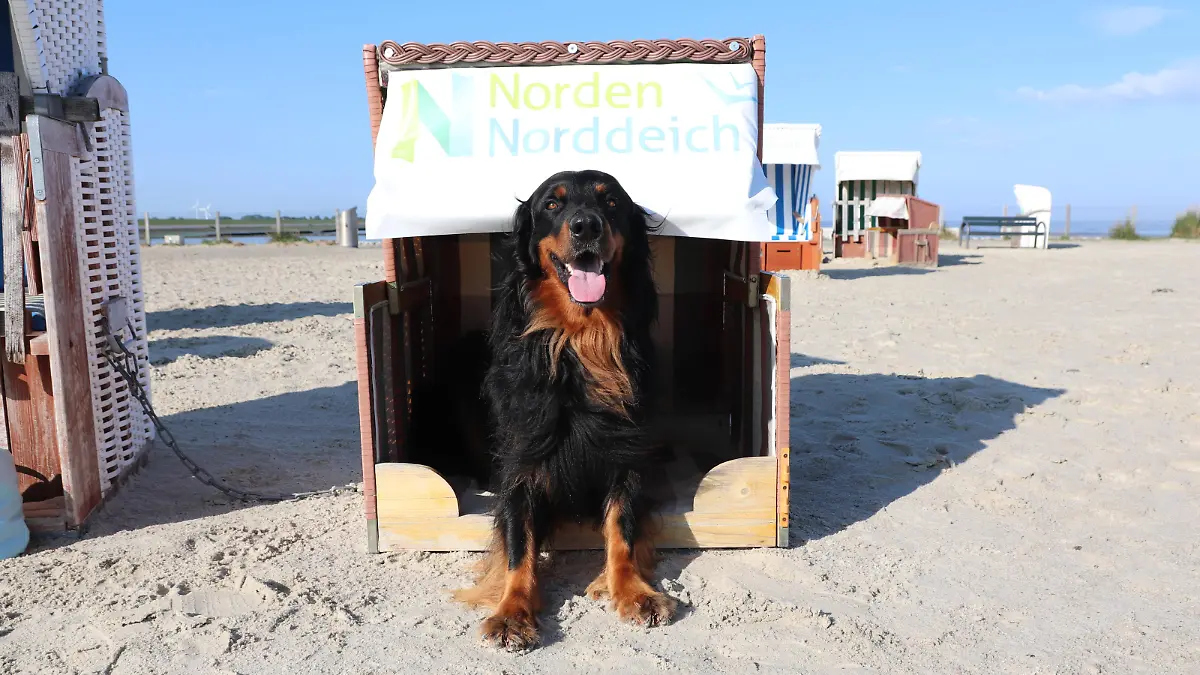 Hund am Strand