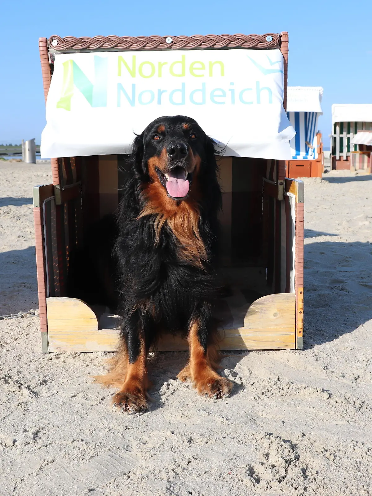 Hund am Strand