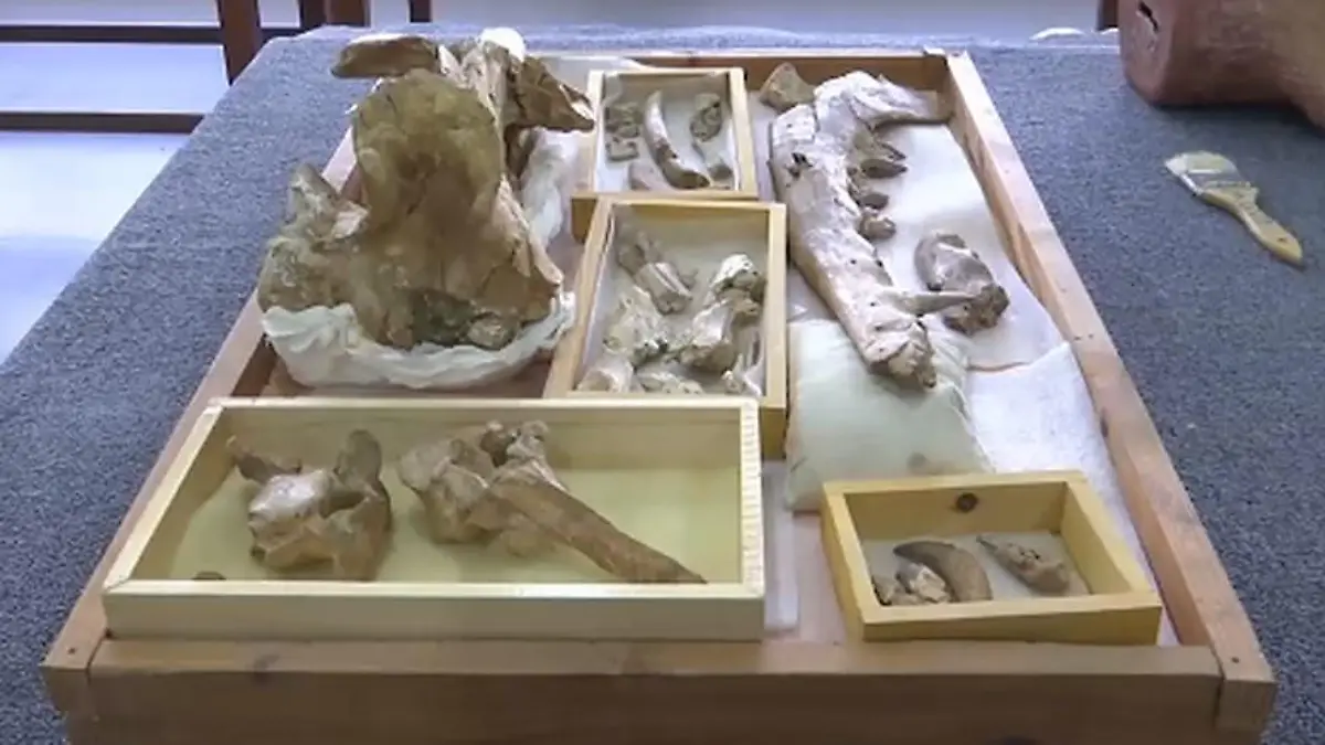 Forscher aus Ägypten entdecken ein Wal-Fossil mit vier Beinen.