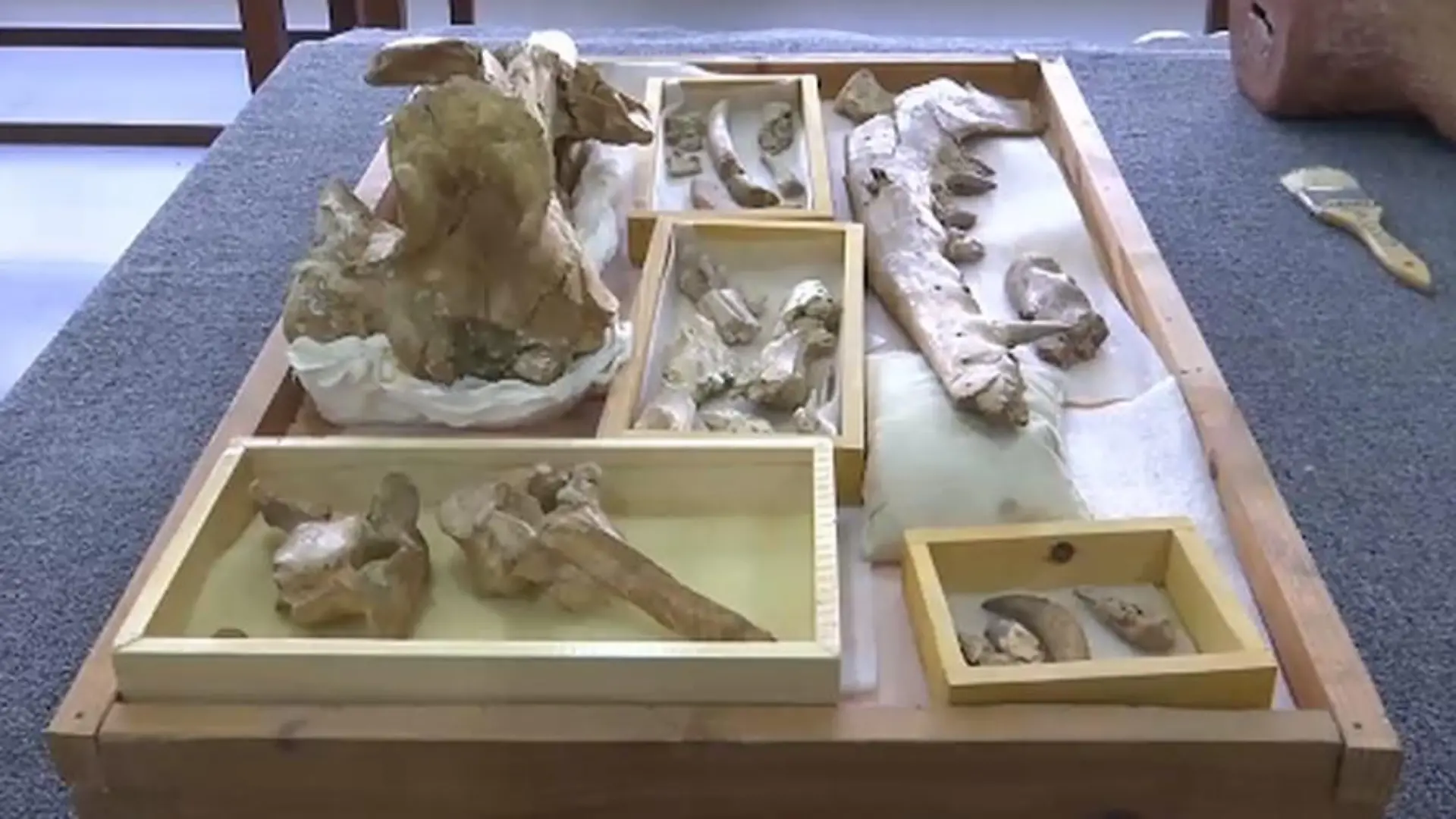 Forscher aus Ägypten entdecken ein Wal-Fossil mit vier Beinen.