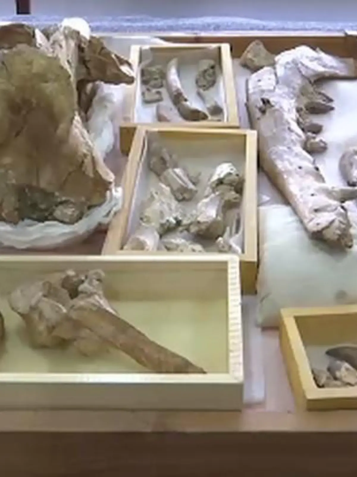 Forscher aus Ägypten entdecken ein Wal-Fossil mit vier Beinen.