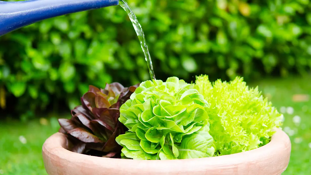 salat im garten gießen
