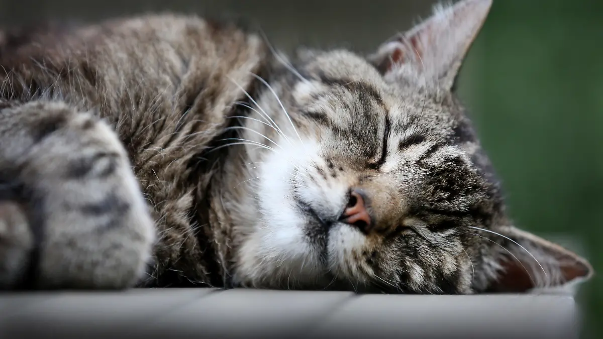 Eine Katze schläft am 13.07.2014 auf einem Gartentisch in Düsseldorf (Nordrhein-Westfalen). Foto: Martin Gerten/dpa +++(c) dpa - Bildfunk+++