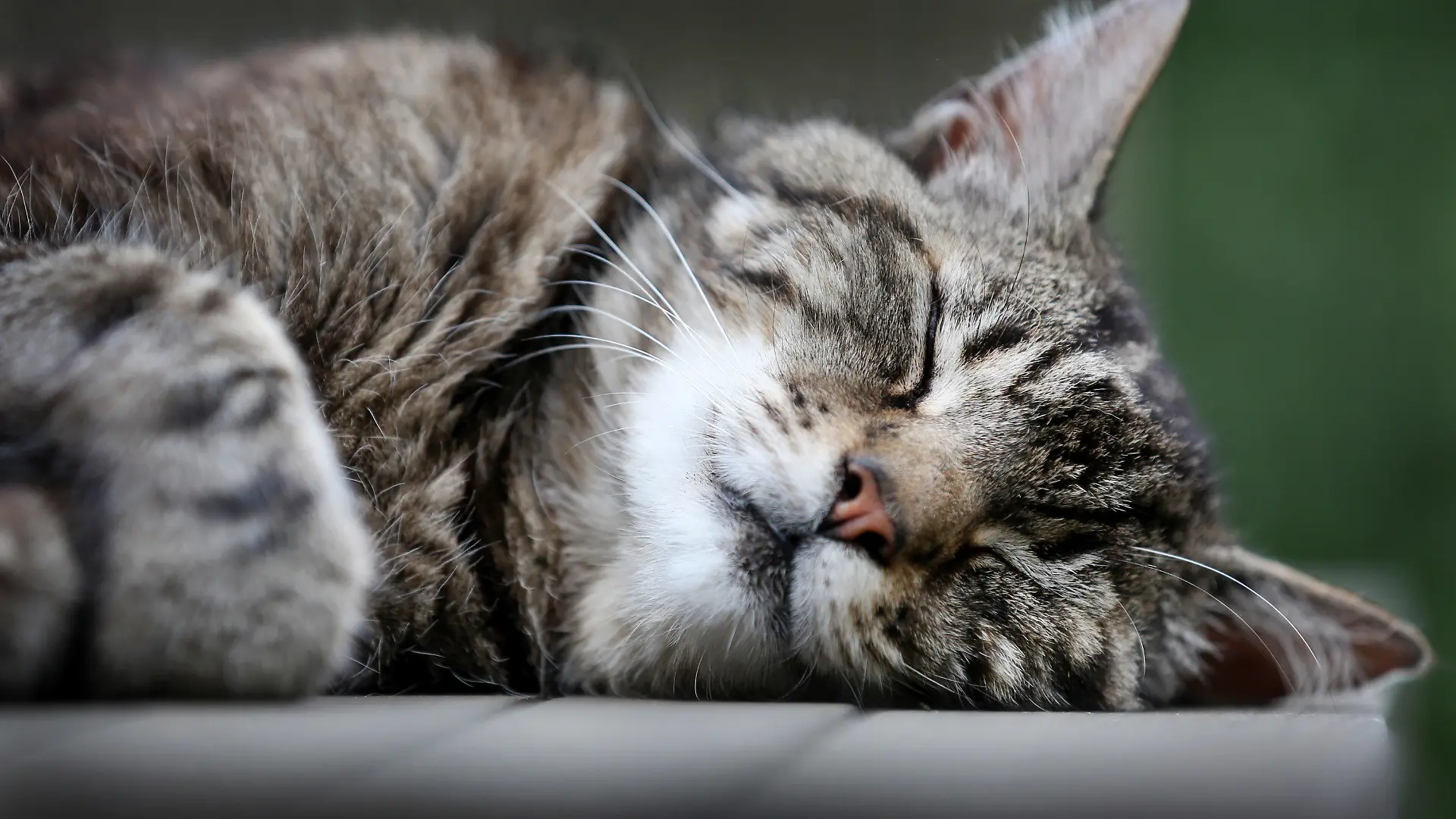 Eine Katze schläft am 13.07.2014 auf einem Gartentisch in Düsseldorf (Nordrhein-Westfalen). Foto: Martin Gerten/dpa +++(c) dpa - Bildfunk+++