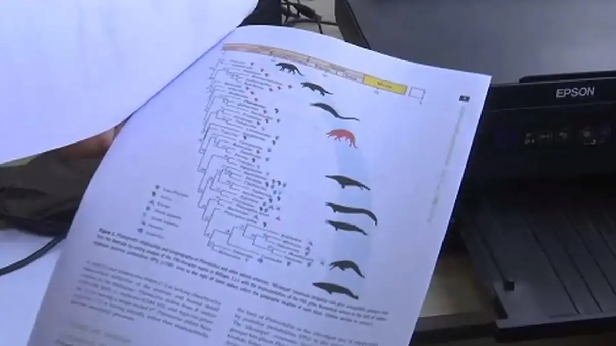 Forscher präsentieren die Ergebnisse des Fossils.