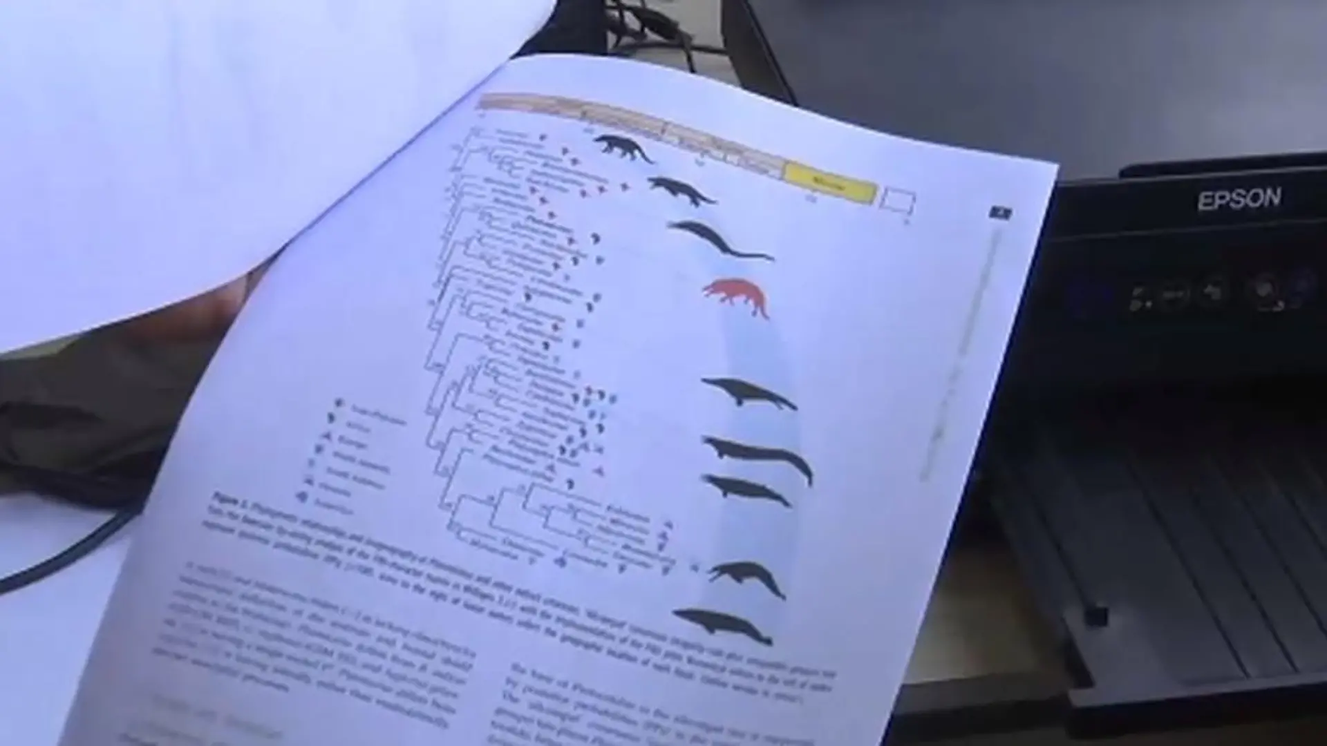 Forscher präsentieren die Ergebnisse des Fossils.