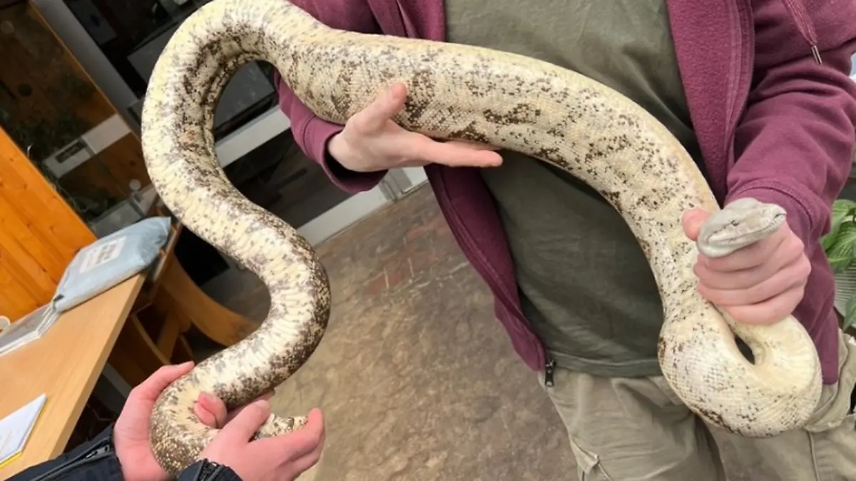 Bei der Schlange handelt es sich vermutlich um eine Boa Constrictor