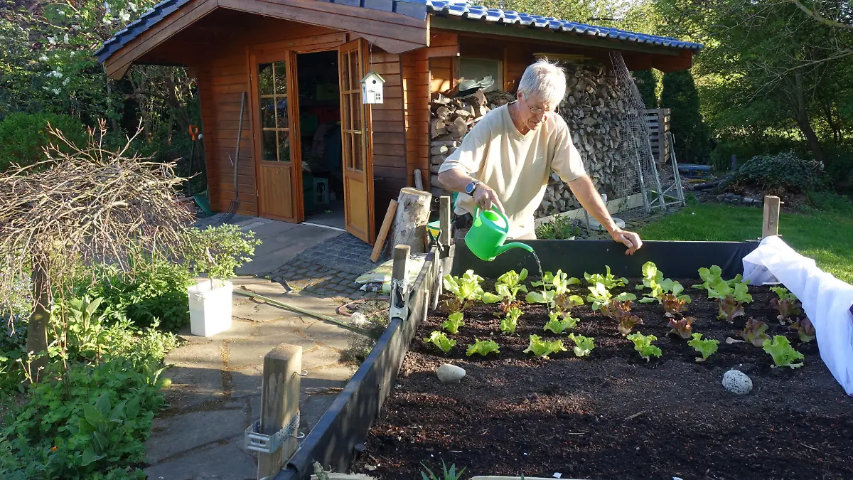 Hobbygaertner giesst junge Salatpflanzen im Hochbeet mit einer Giesskanne, Deutschland hobby gardener watering young lettuces in a raised bed with a watering can, Germany BLWS639831 *** Hobby gardener watering young lettuces in a raised bed with a watering can, Germany BLWS639831 Copyright: xblickwinkel/E.xTeisterx