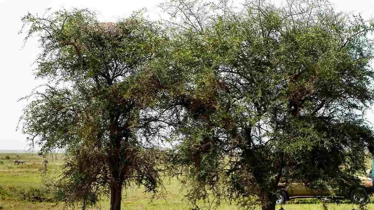 Der Leopard auf diesem Suchbild will auf keinen Fall gefunden werden.