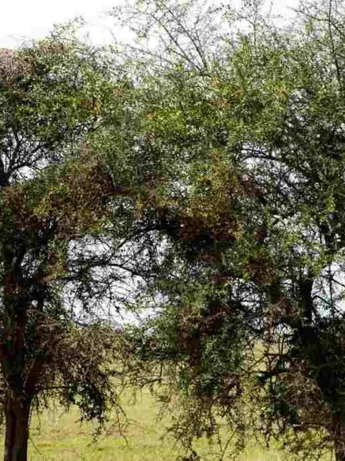 Der Leopard auf diesem Suchbild will auf keinen Fall gefunden werden.