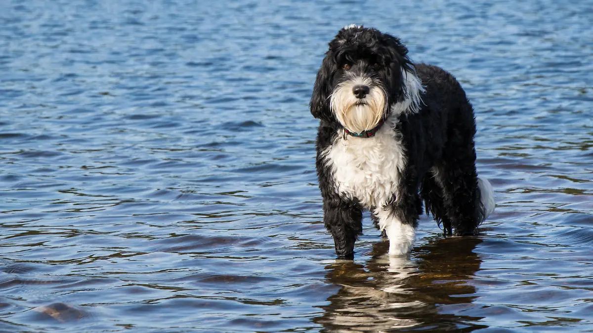 black and white Portuguese Water Dog standing in water