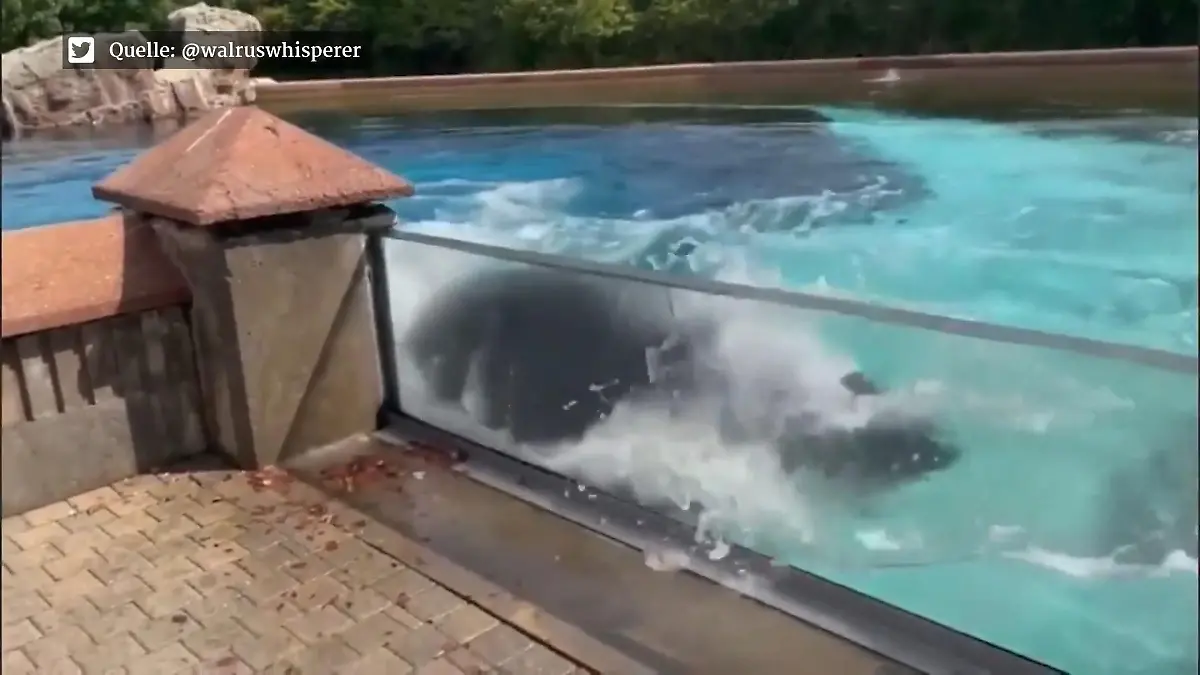 Einsamer Orca rammt Kopf immer wieder gegen Beckenwand Dieses Tier will endlich frei sein