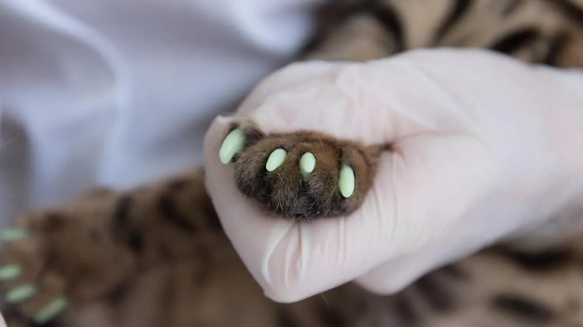 The veterinarian puts special caps on the cat's claws. One paw is already processed, the second paw is not processed yet. Close up. The concept of protection