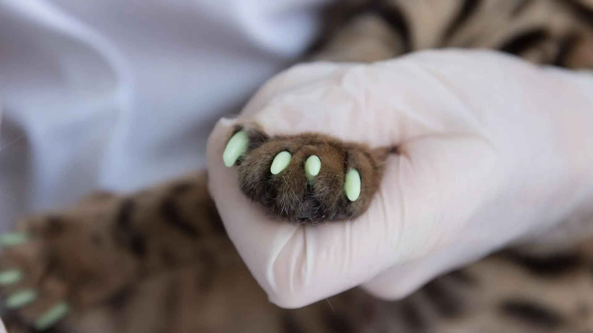 The veterinarian puts special caps on the cat's claws. One paw is already processed, the second paw is not processed yet. Close up. The concept of protection