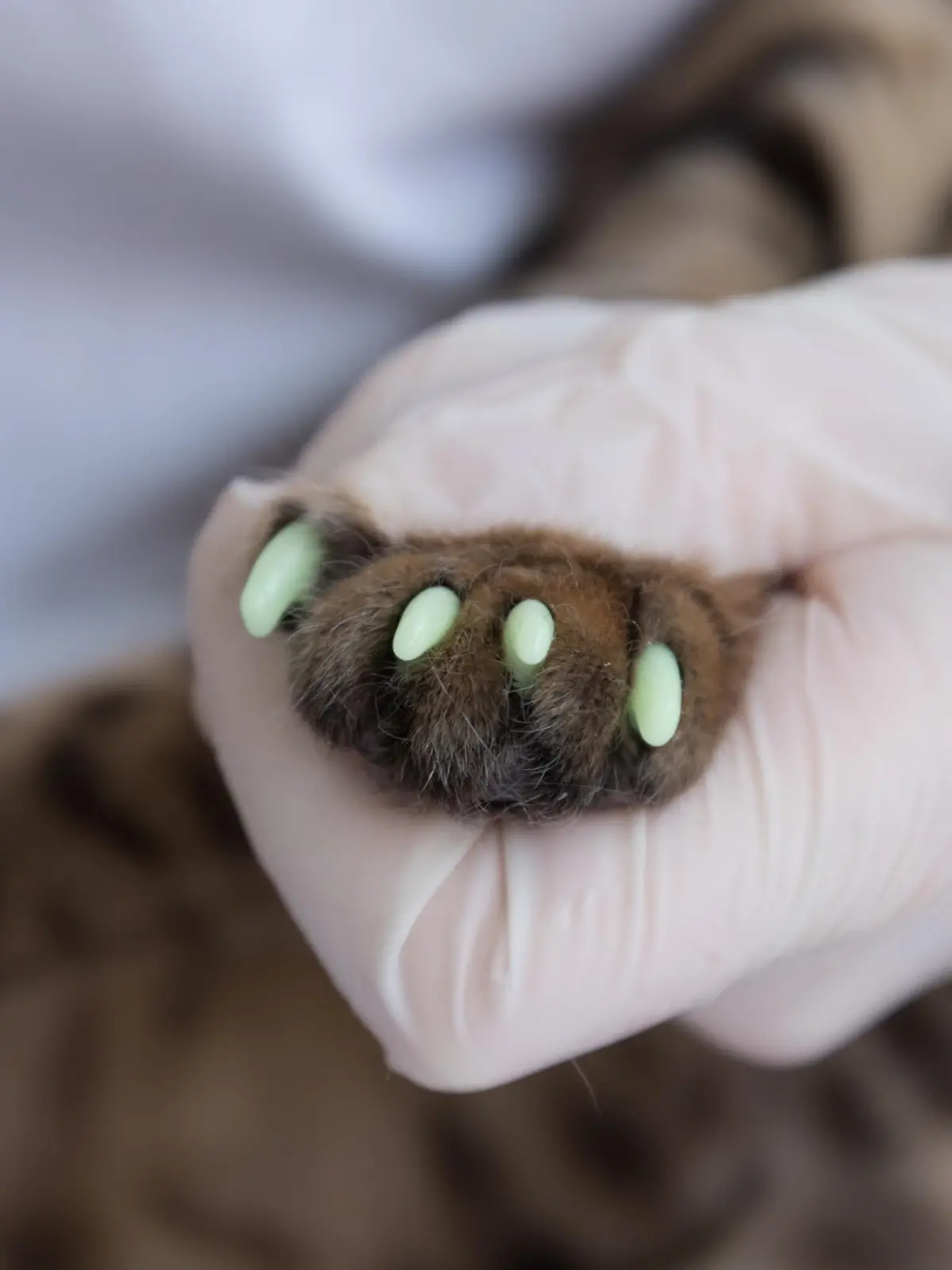 The veterinarian puts special caps on the cat's claws. One paw is already processed, the second paw is not processed yet. Close up. The concept of protection