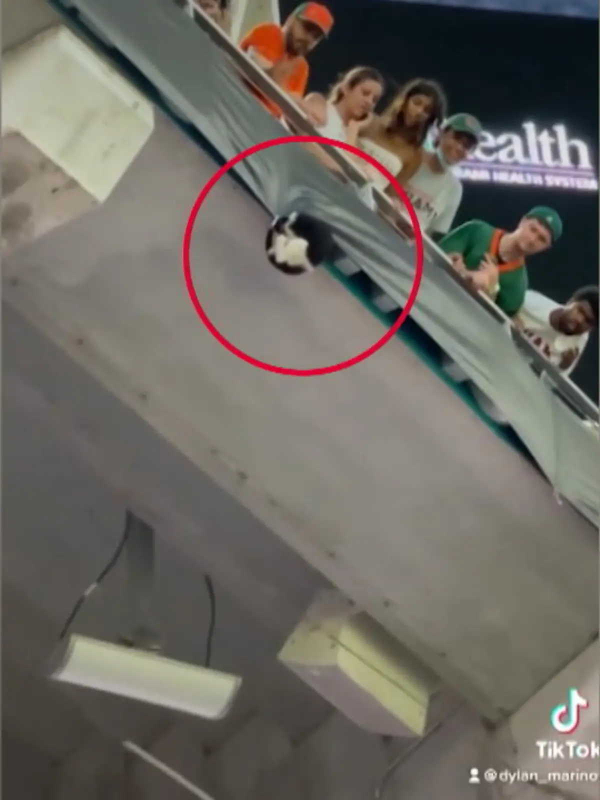 Bild zu: "Katze stürzt bei Football-Spiel"