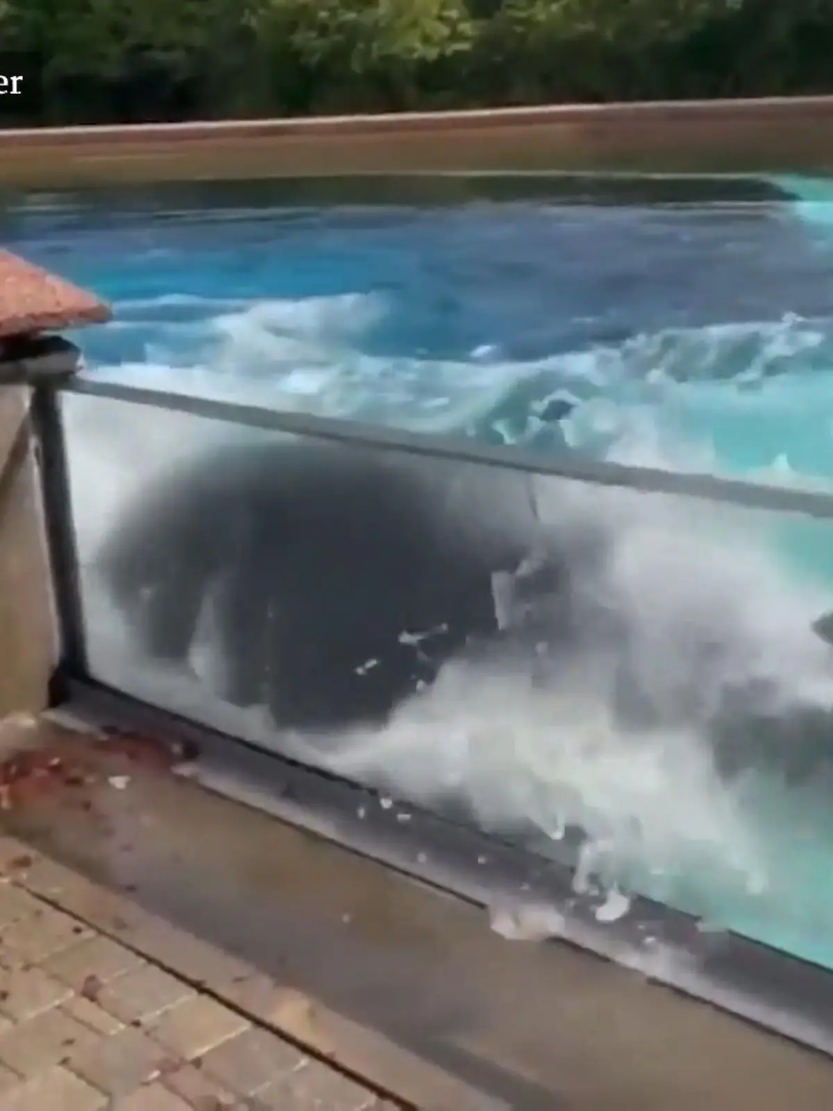 Es sind verstörende Bilder von einem Tier, das eigentlich für ein Leben in Freiheit geschaffen ist. Immer wieder rammt Orca-Dame Kiska ihren Kopf gegen die Beckenwand des Marineland-Parks in Ontario (Kanada). Seit zehn Jahren lebt der 44 Jahre alte Wal alleine in dem Becken, sein Nachwuchs ist schon gestorben.