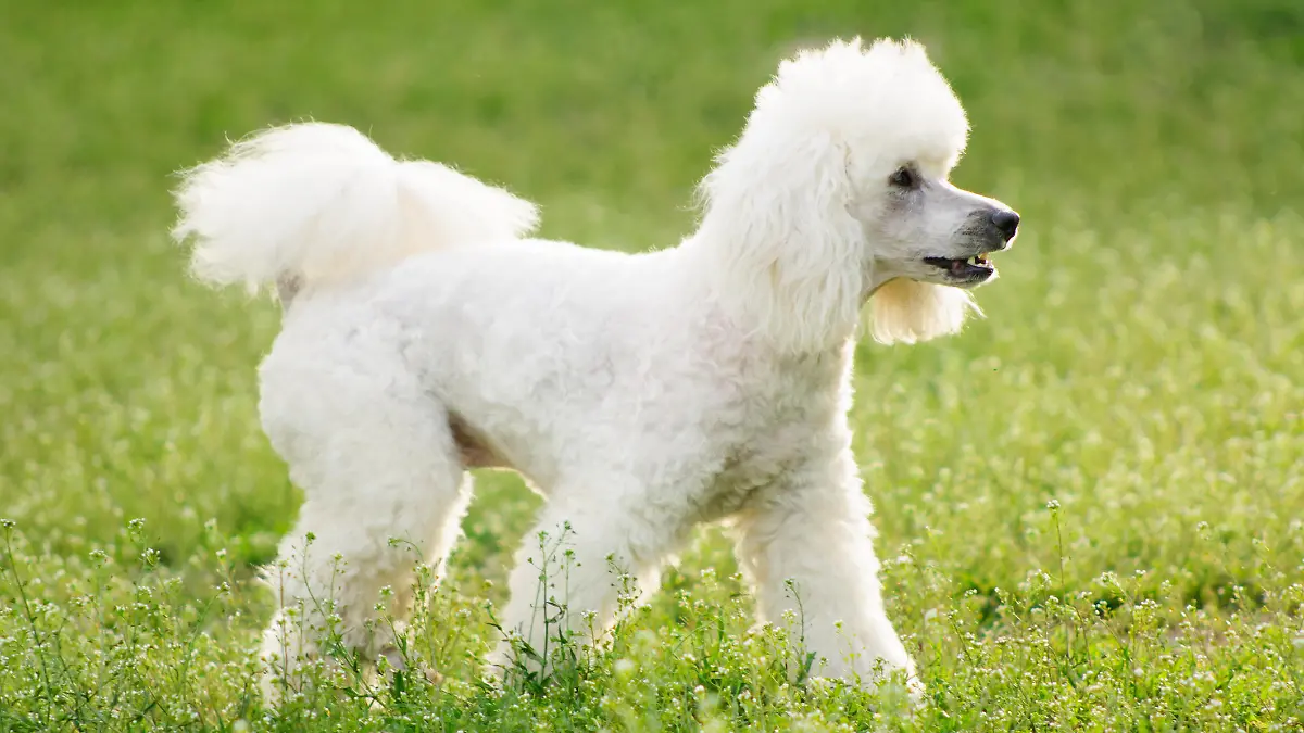 White poodle dog on green grass field in spring or summer