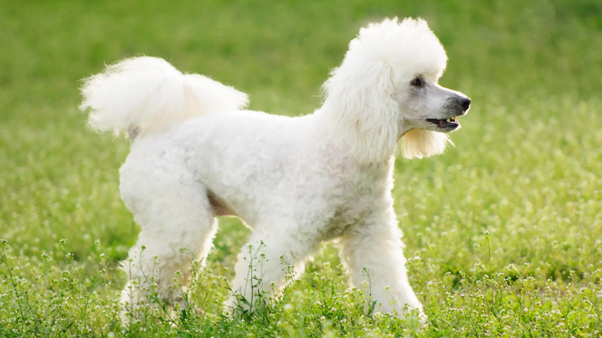 White poodle dog on green grass field in spring or summer