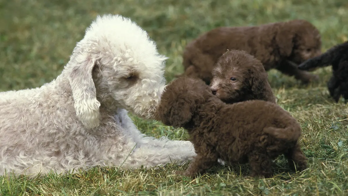 Bedlington Terrier, Mother with Pup