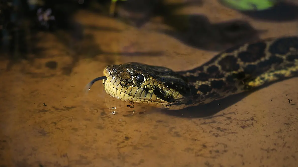 Eine Anaconda im Wasser.