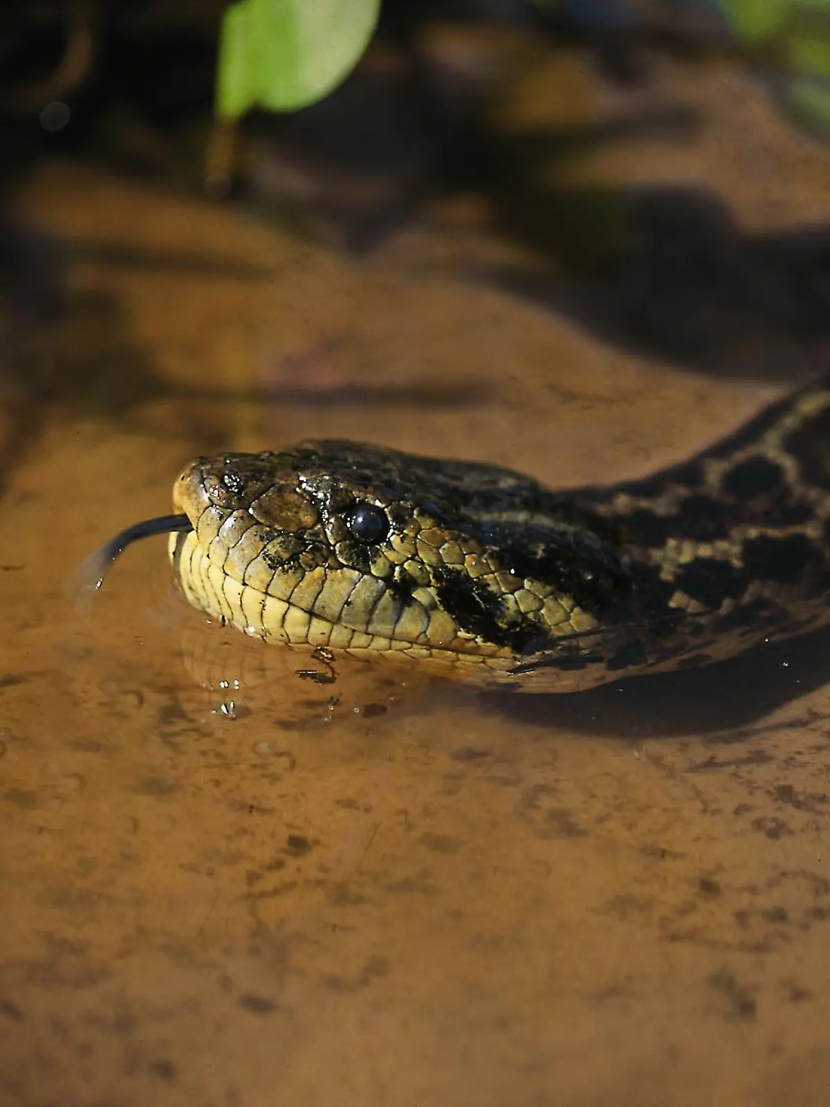 Eine Anaconda im Wasser.