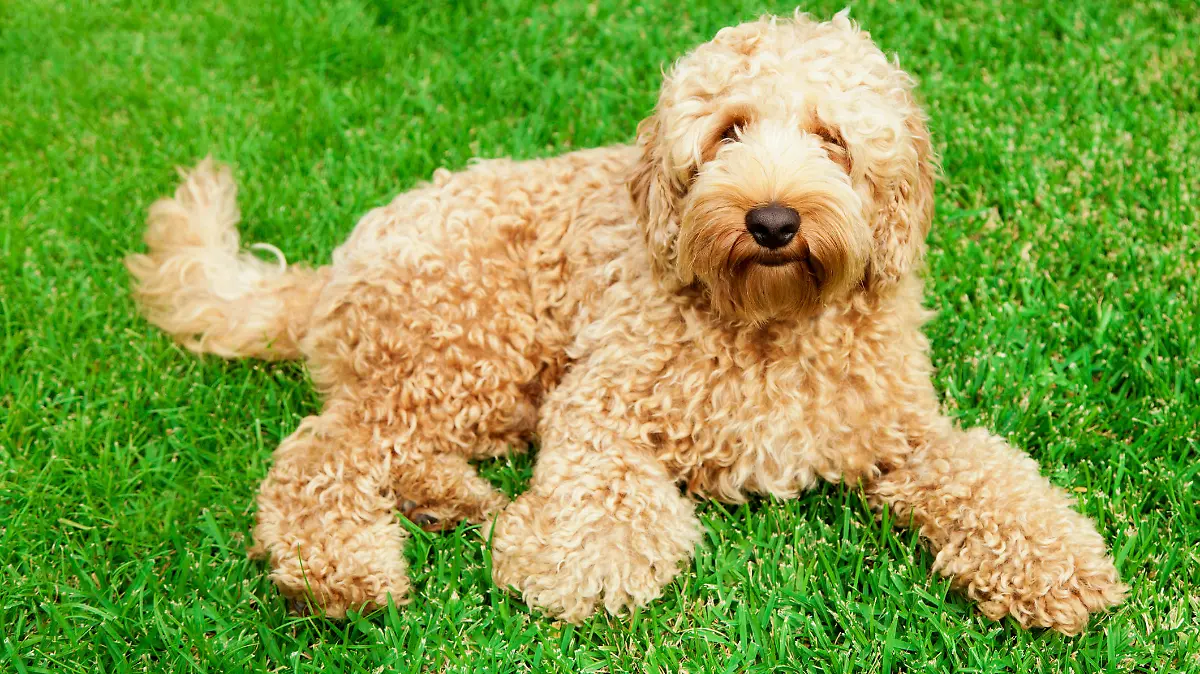 Cute golden labradoodle laying in lush green grass.