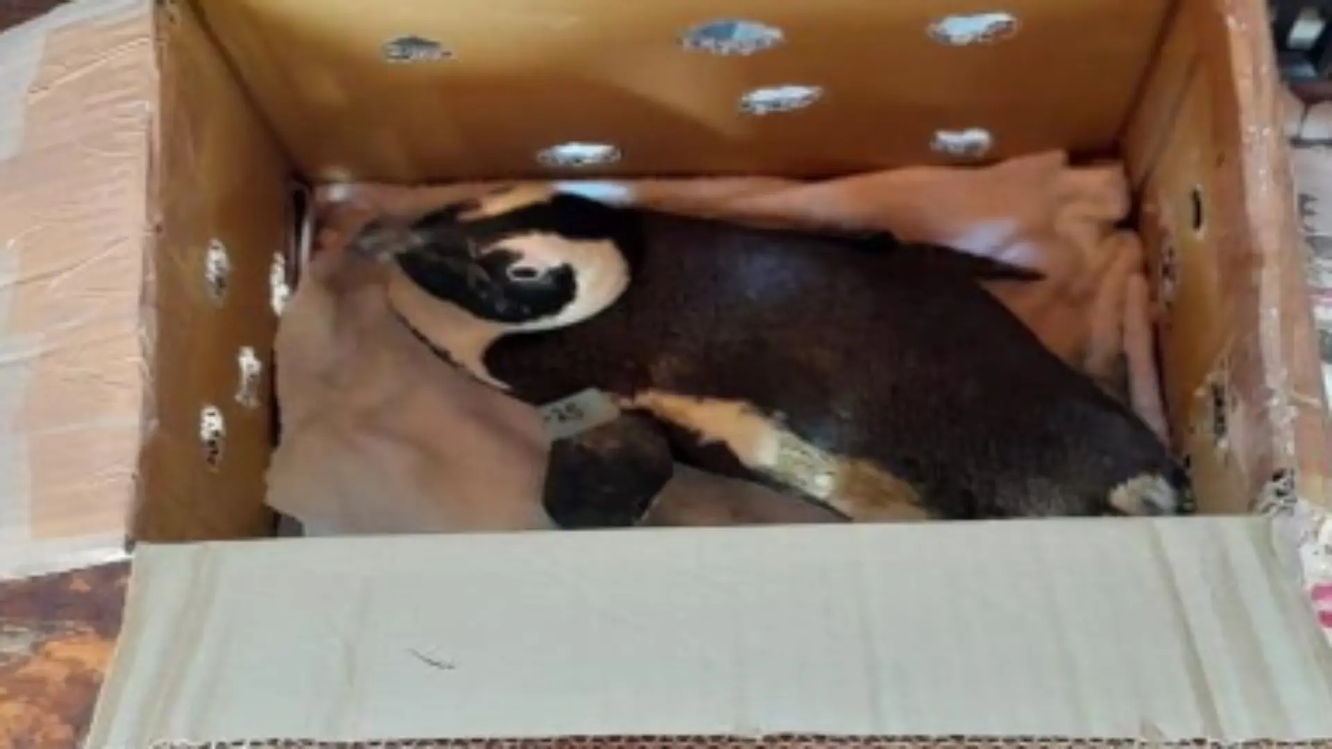 Der Karton rutsche vom Schoß und der Pinguin knallte gegen den Steuerknüppel. 